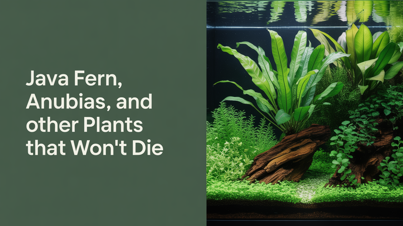 Java Fern, Anubias, and Other Plants That Won't Die